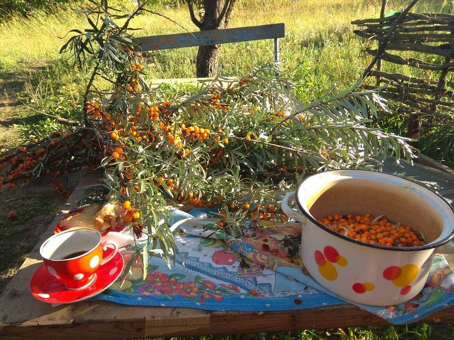 Продажа дачного участка