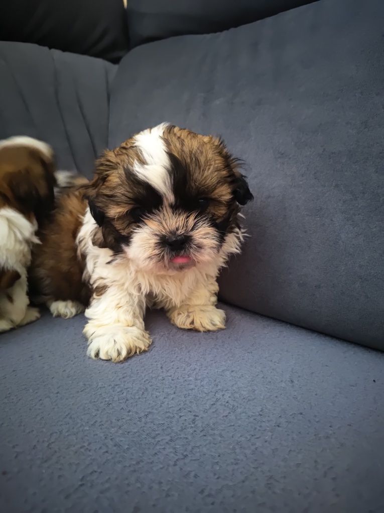 Shih tzu chłopaki gotowe do odbioru