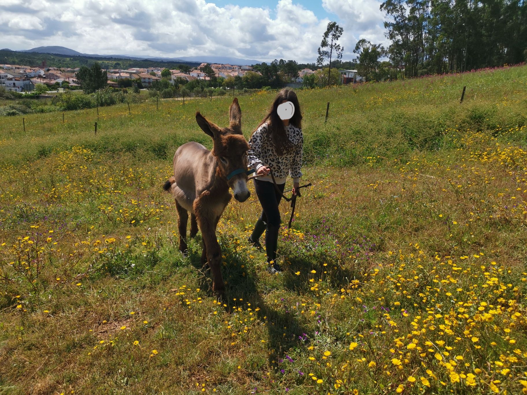 Burrinho com 8 meses