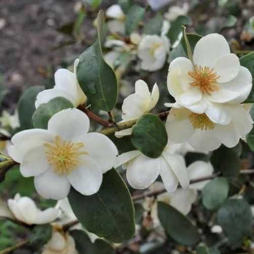 Magnolia wieczniezielona "Gail's Favourite", pachnąca!