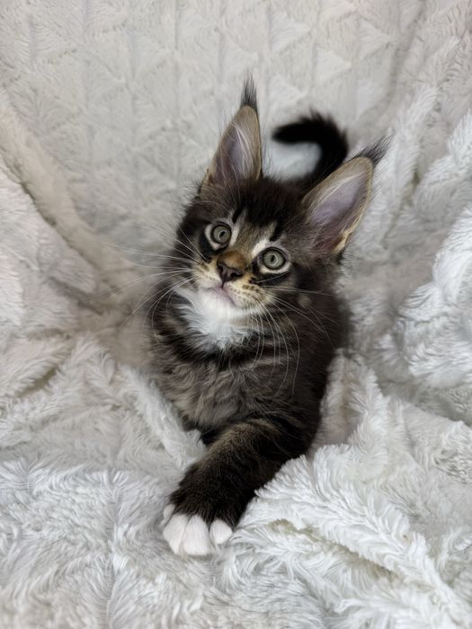 Kotka Maine Coon Felis/FiFe