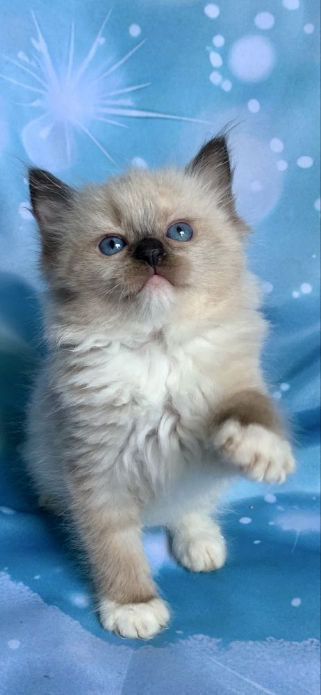Ragdoll Kotka Seal Mitted