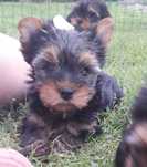 Yorkshire terrier szczenię