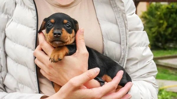 Хлопчик такса чистокровний малюк