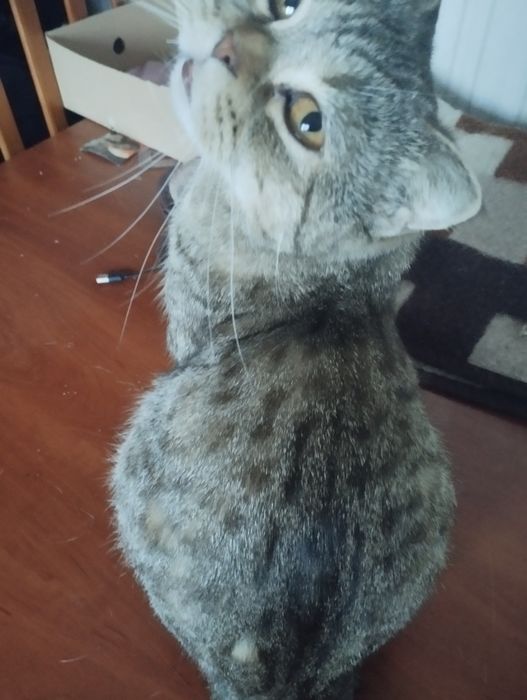 Віддам висловуху кішку в добрі руки