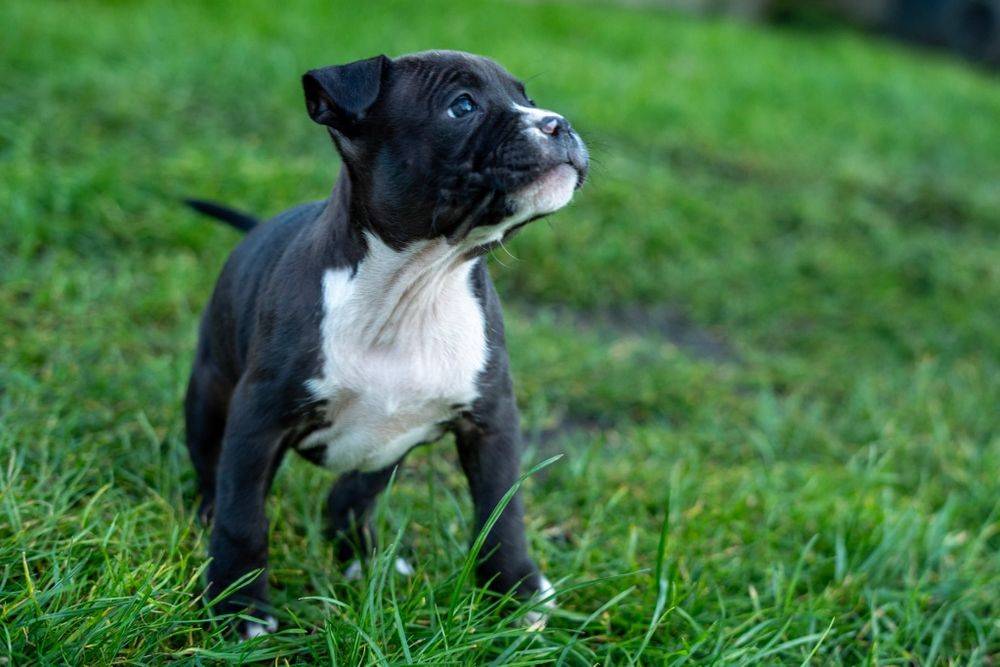 American Staffordshire terrier Zkwp FCI