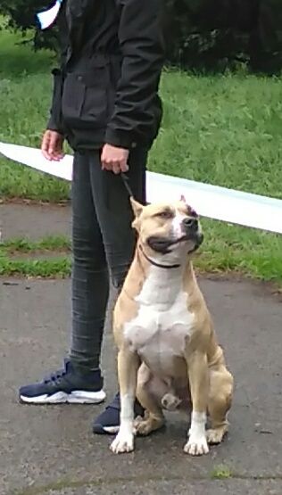 Ам.стаффордширский терьер