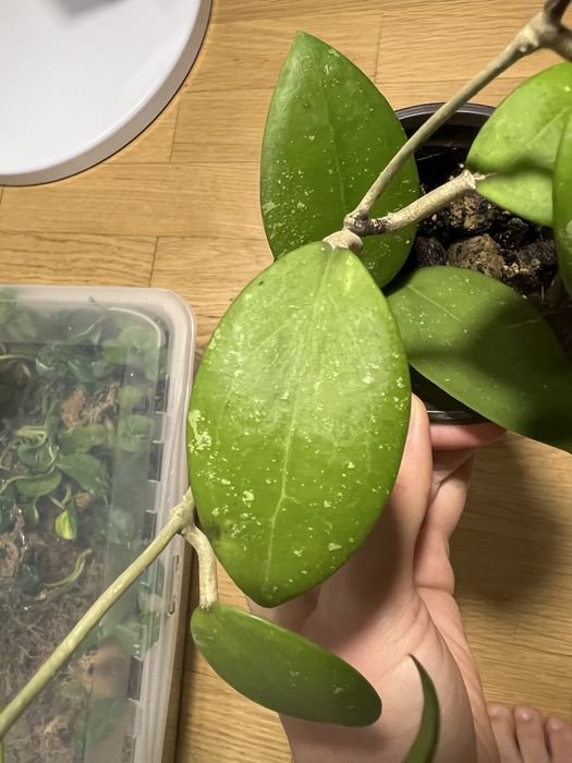 Hoya sp. 'Hat Som Paen'