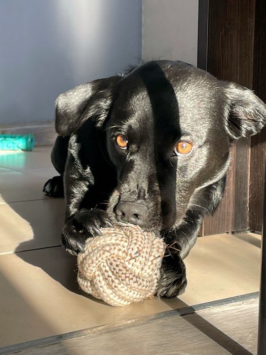 Piesek do adopcji