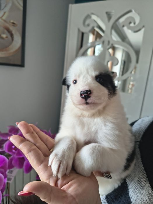 Atena łajka jakucka FCI metryka chip umowa wyprawka