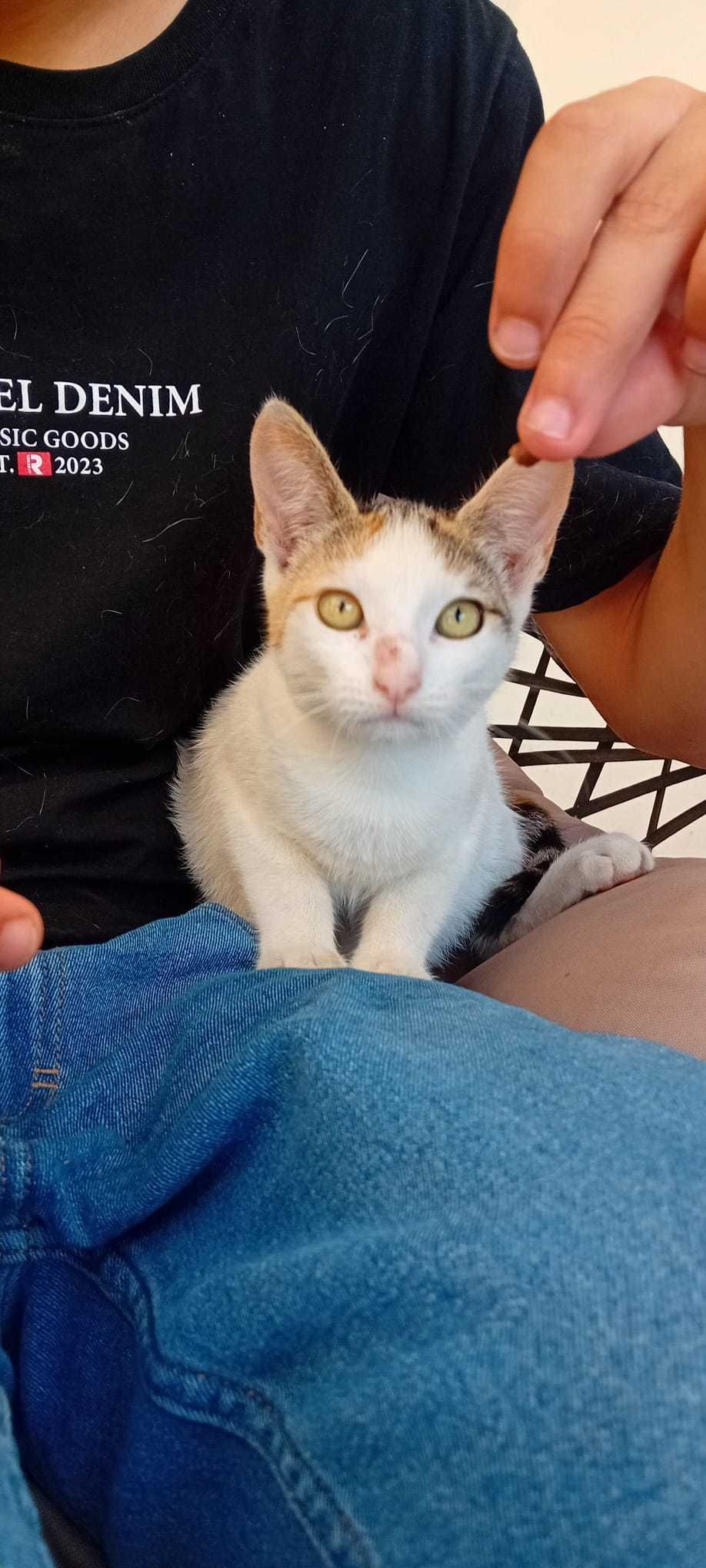 Gatinha para oferta