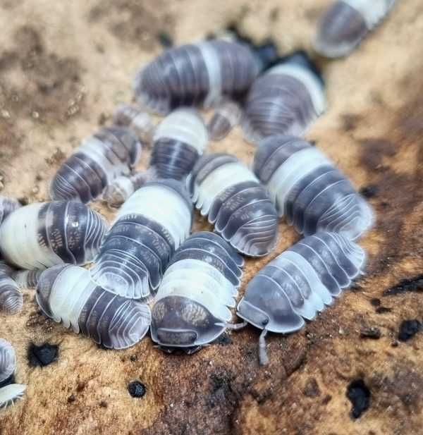 Cubaris sp. Panda King - 20szt