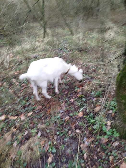 Коза зааненская китна