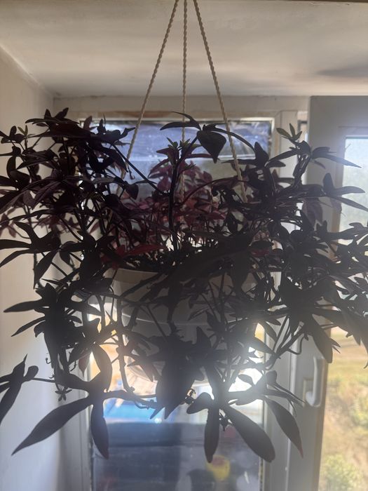 Комнатный домашний цветок  Ипомея батат……..