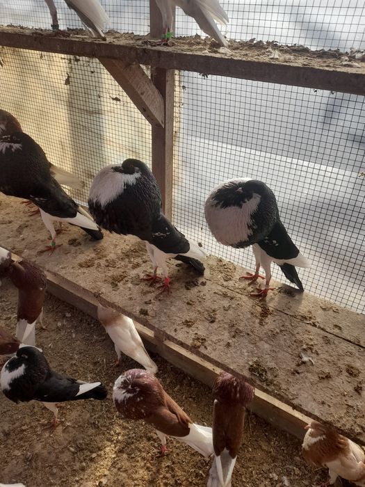 Garlacz garłacze norwich