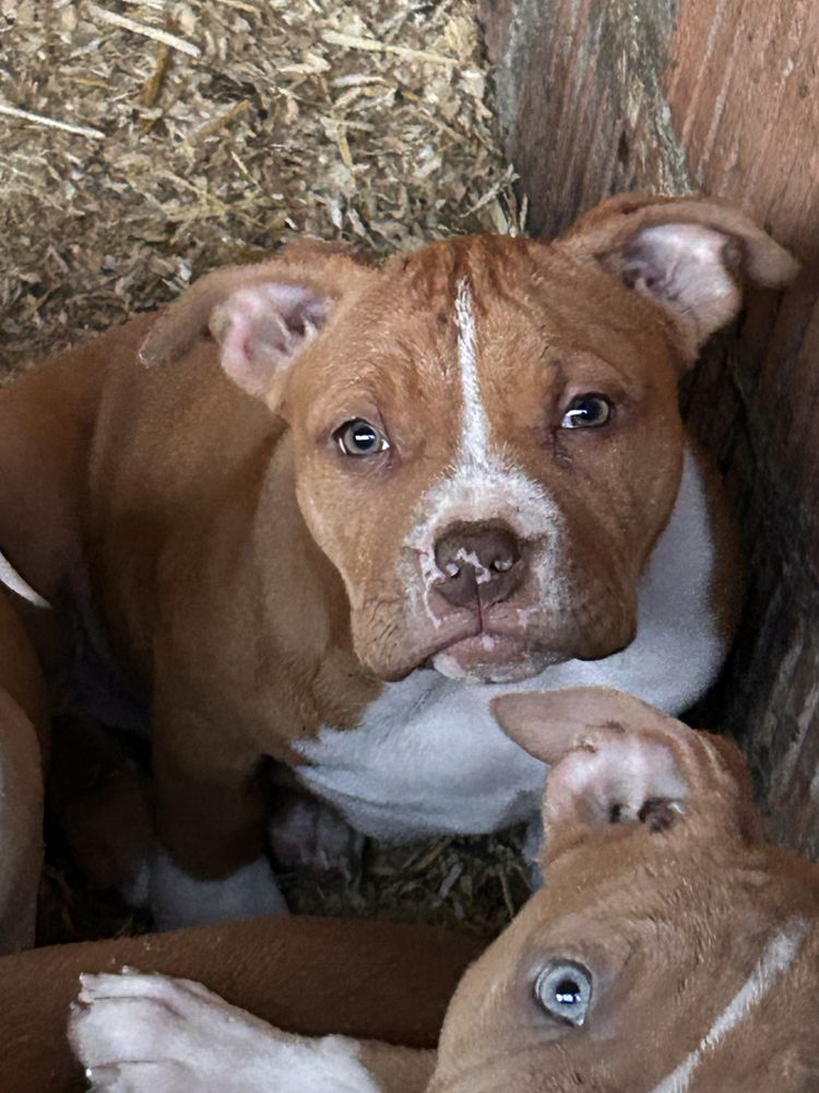 American bully pocket