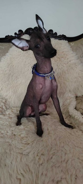 Nagi Pies Meksykański miniaturowy   Riki Xolo Badania DNA