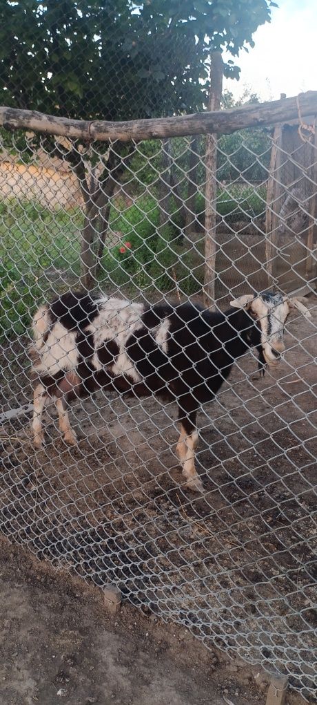 Продам коз в Тарутино номер указан в объявлении