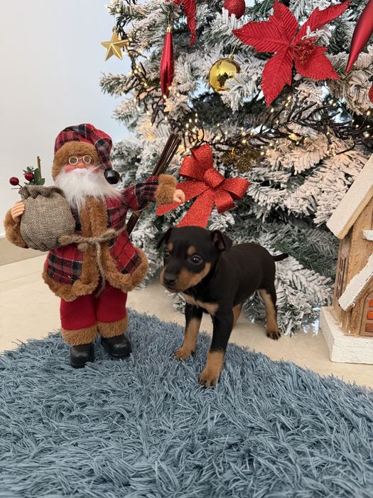 Pinscher preto nascido outubro