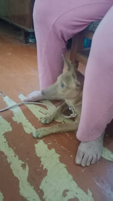 Віддам собаку 5місяців для прив'язу