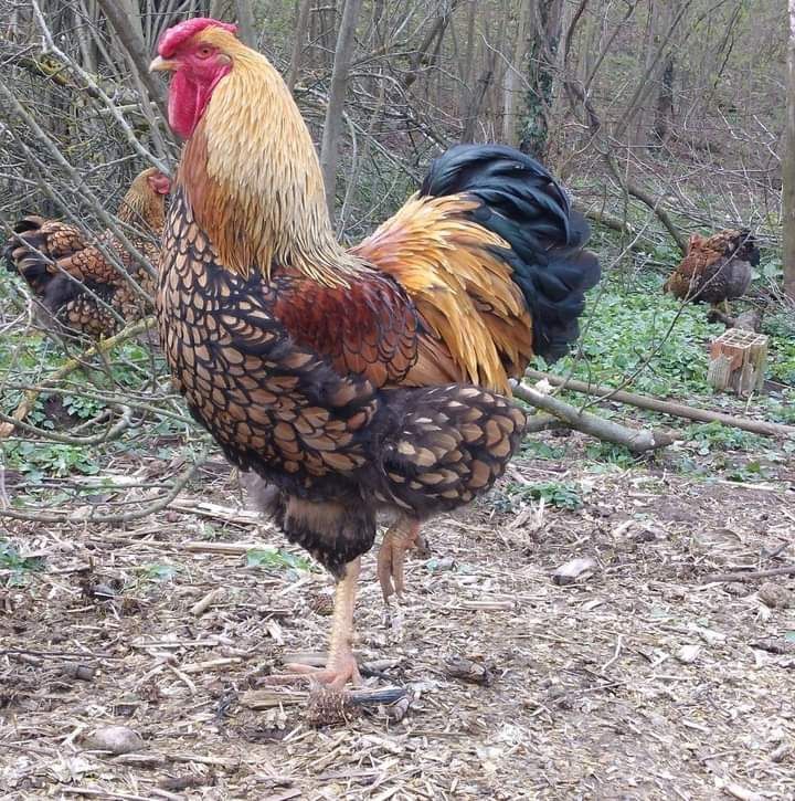 Kury ozdobne, australorp, marans, aracuana, wyandotty