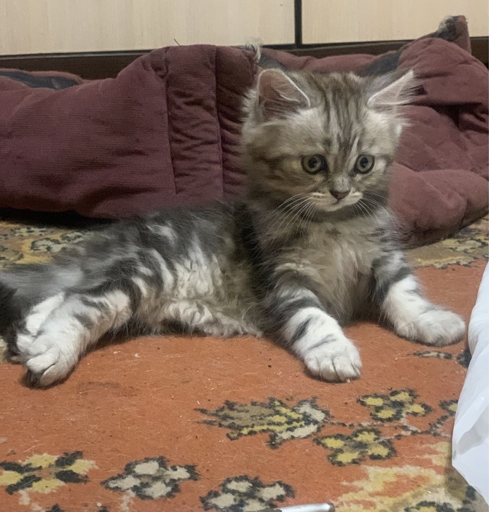 Котик породи шотландська висловуха