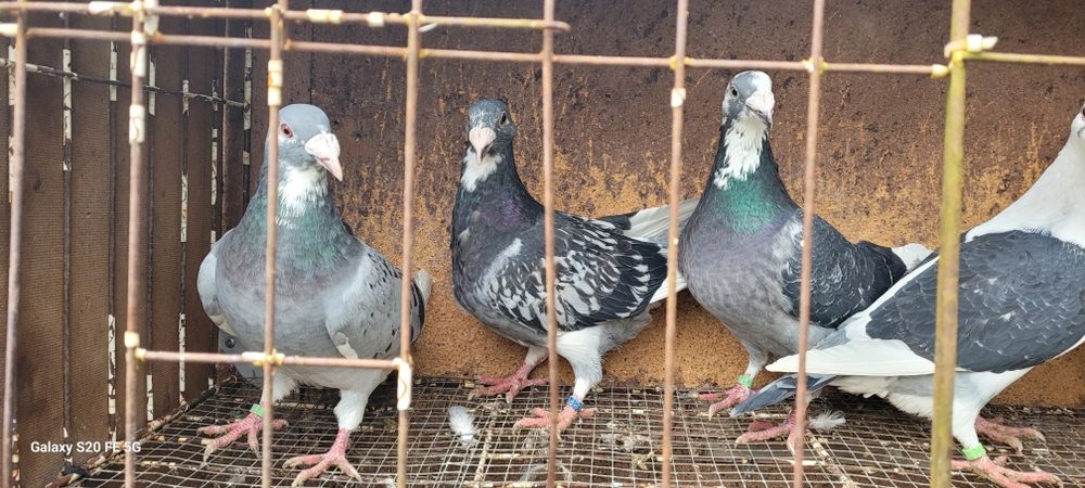 Gołębie staropolskie