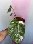 Monstera Variegata Ukorzeniona
