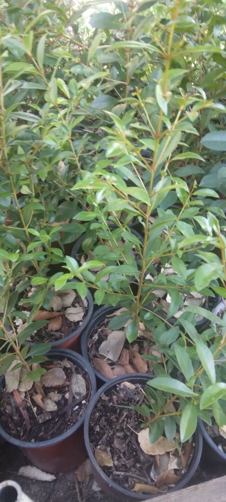 Eugenias para sebes  o cercas vivas  30 a 40 cm