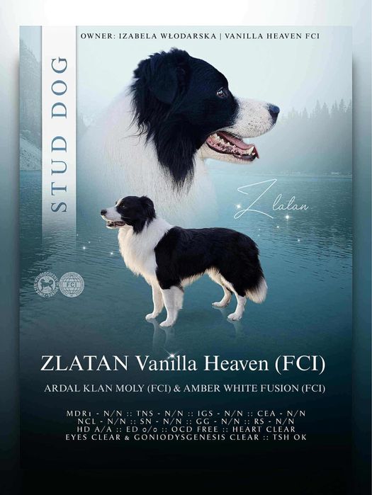 Piękny reproduktor border collie Zlatan Vanilla Heaven