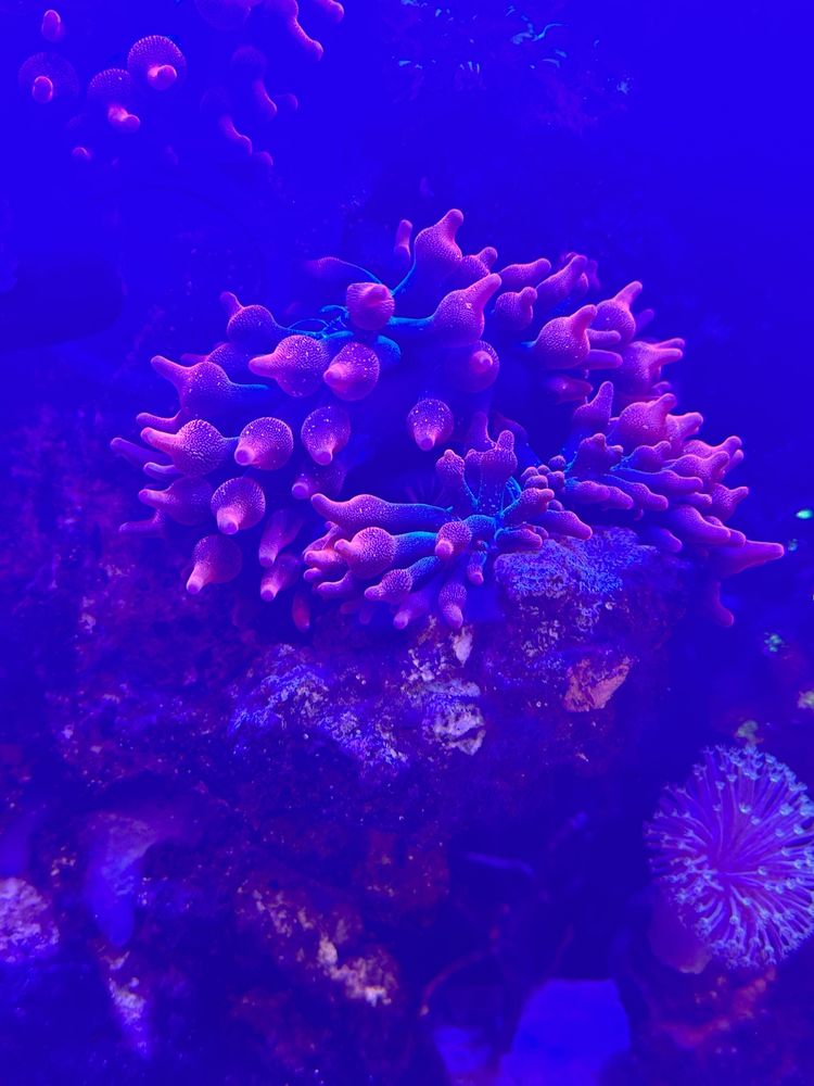 Bubble tip anemone, ukwiał BTA L quadri