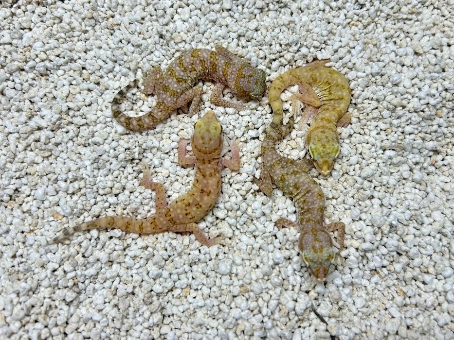 Gekon Stenodactylus sthenodactylus podrosniete