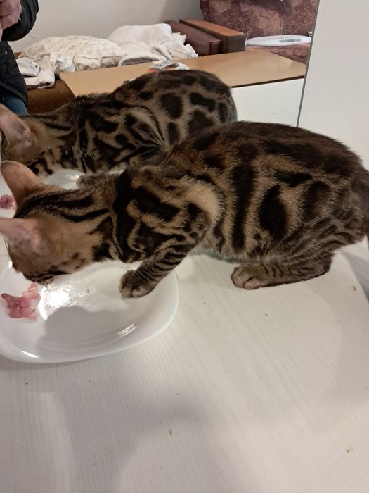 Kotek bengalskie gotowy na zmianę domu