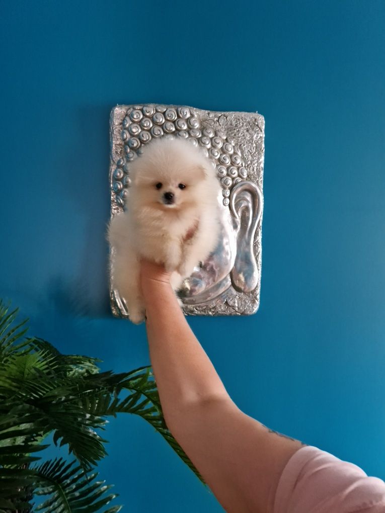 Szpic miniaturowy Pomeranian Boo 2xszczepienia wyprawka I leg