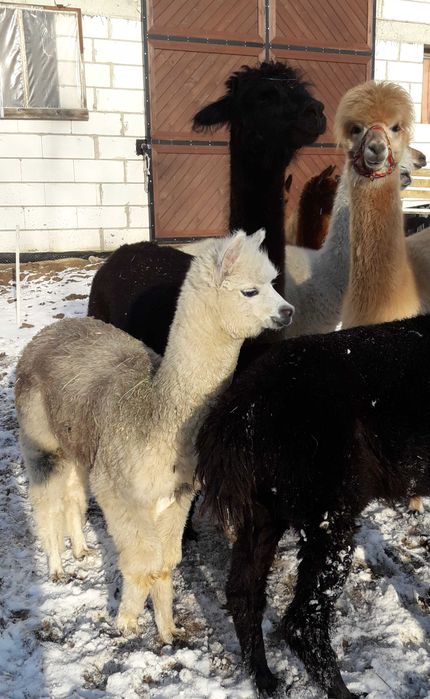 Sprzedam  Samice Alpaki Huacaya