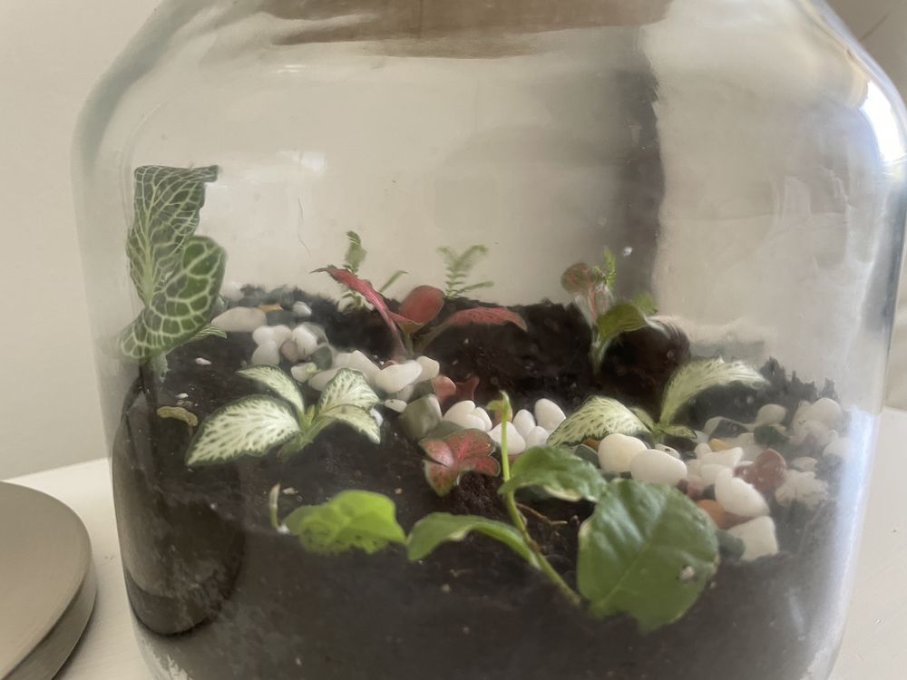 Terrário com plantas (tamanho médio)
