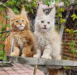 Шикарные котята Мейнкун