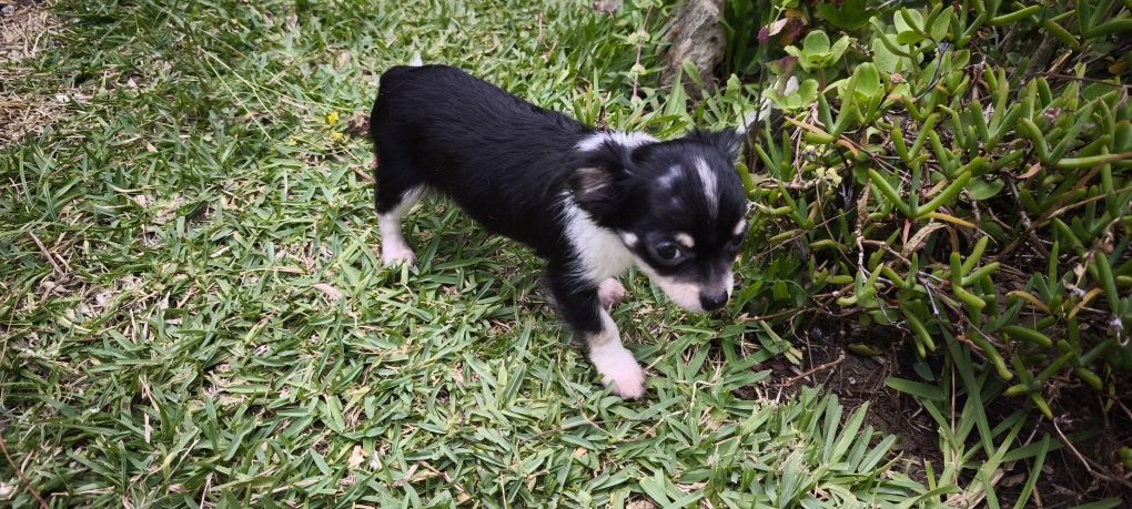 Chihuahua disponível para entrega imediata