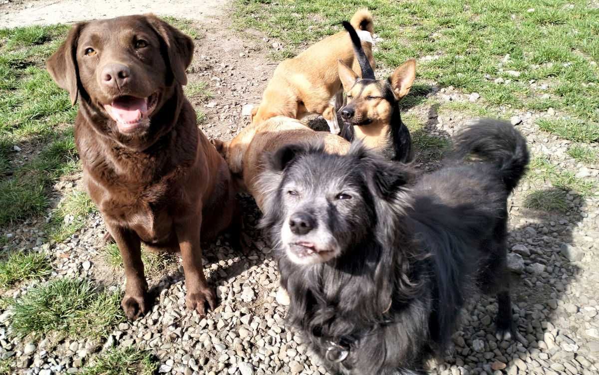 Kuki - czekoladowa młoda suka labrador retriever szuka dobrego domu