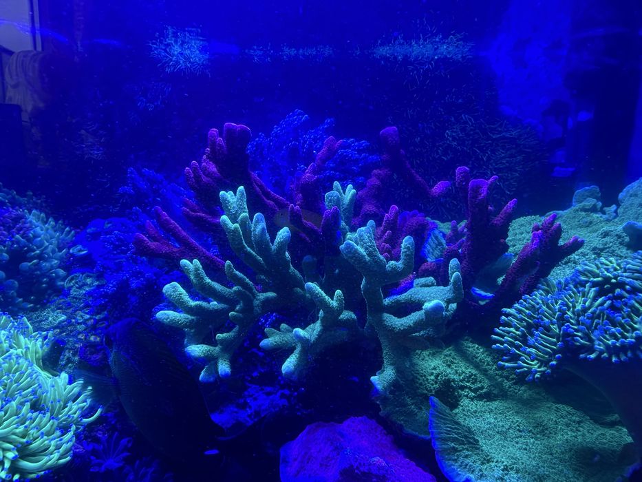 Akwarium morskie 105 l