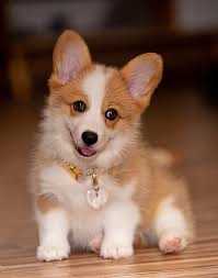 Welsh Corgi oddam za darmo Pilne!