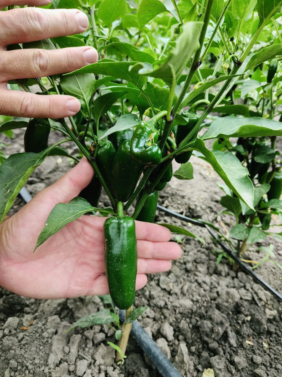 Перець Халапеньйо/Jalapeno/Халапеньо
