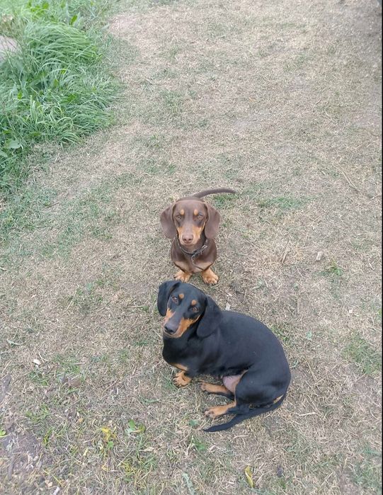 Мини таксы щенки черные и шоколад