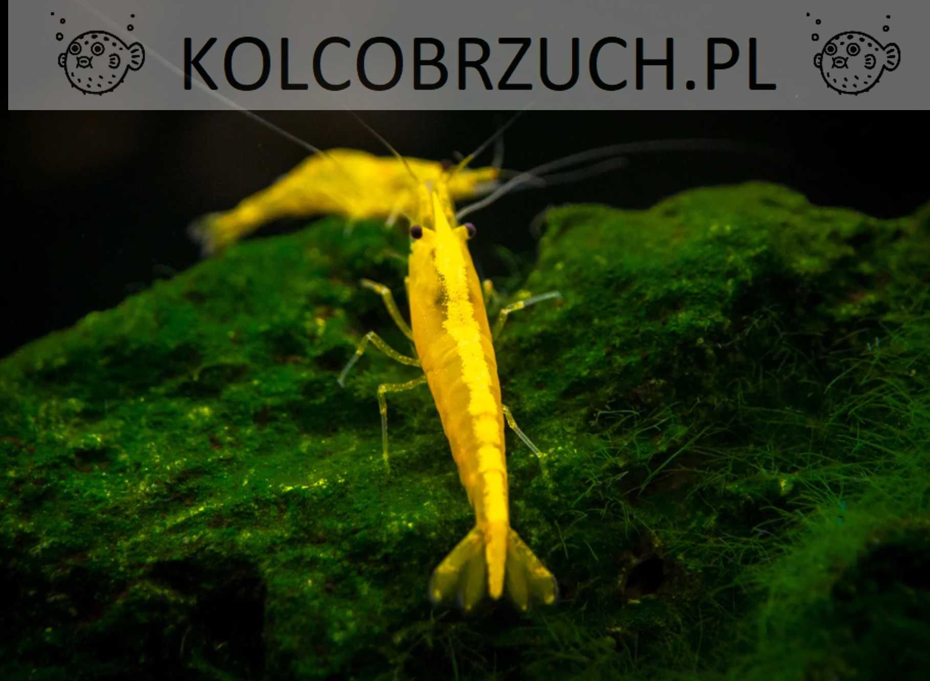 Krewetka YELLOW FIRE - Neocaridina - Caridina - dowóz, wysyłka