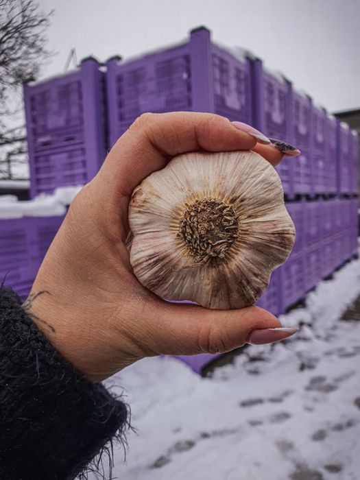 Czosnek POLSKI GIGA główki