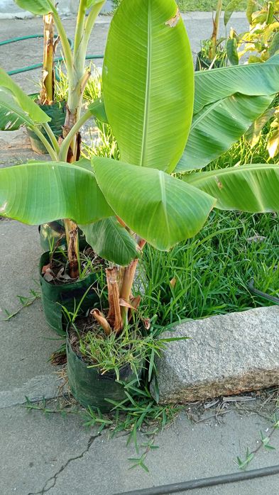 Bananeira vários tamanhos