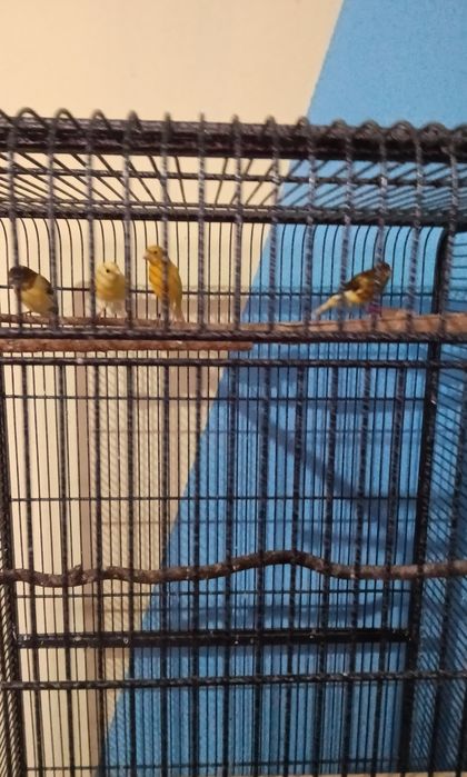 Kanarki miniatura hiszpańska