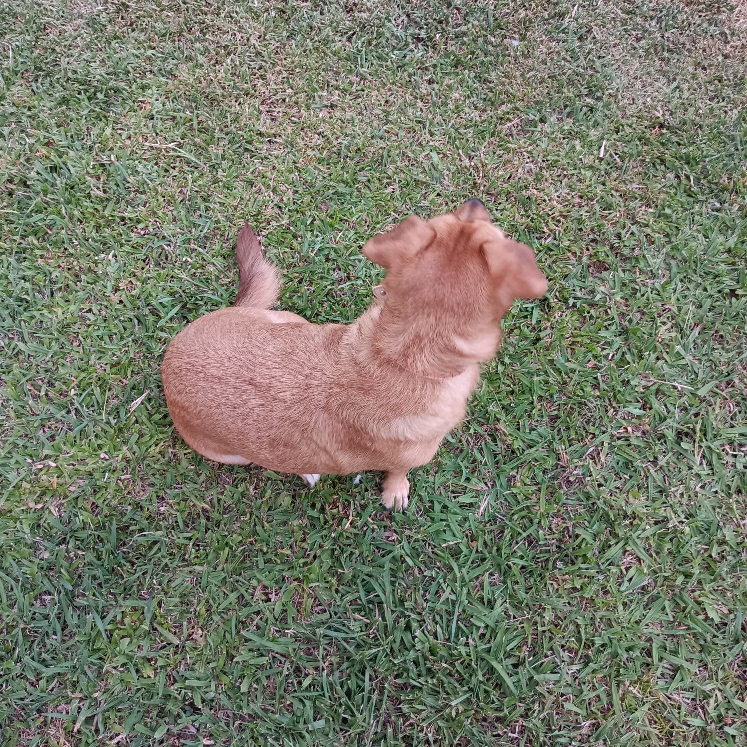 Cadela raça bons