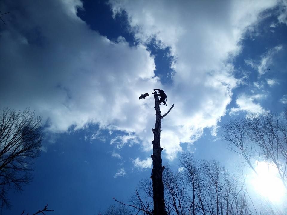 Wycinka drzew przycinanie drzew gałęzi frezowanie pni alpinistyczne