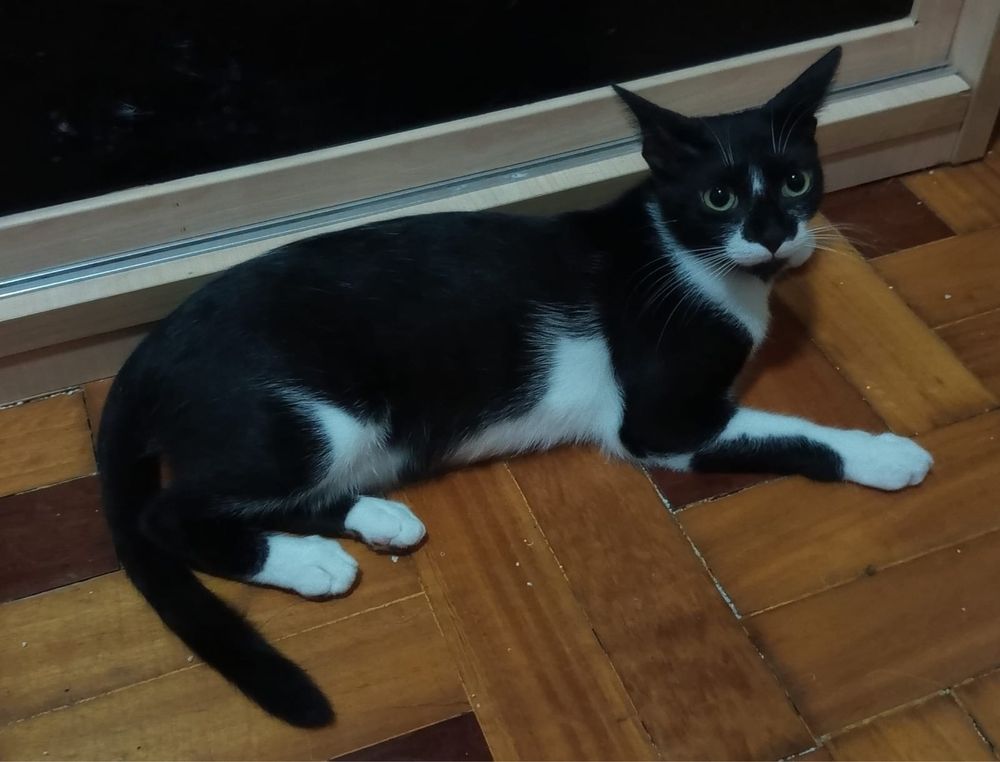 Gatinha super meiga para adoção responsável